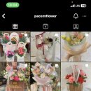 파쳄플라워 이미지