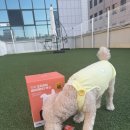 강아지 대용량 간식 덴탈껌 잇츄 버라이어티팩 할인 꿀팁