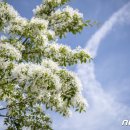 월계천1 이미지