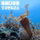 에브리데이 다이브