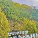측백나무숲 주차장 | 대구 계곡식당 팔공산 맛집 도동측백나무숲 근처 맛집 무릉도동 후기