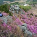 봄꽃산행, (진달래,벚꽃) 개화시기 -한국의 산하 추천 이미지