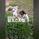 온직다원 이미지