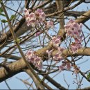 오동나무 이미지