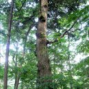 인제04-1 이미지