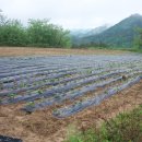 흑송농장 이미지