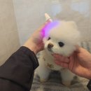 동물제중원금손이동물병원 | [동물제중원금손이] 강아지 목디스크 한방병원 마지막 진료 후기