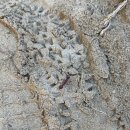 대식농장 | [멜번 여행 - 7] 그레이트 오션 로드 투어