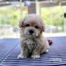 플레이독 파주본점 이미지