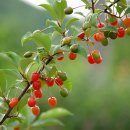 보리수한의원 이미지