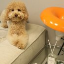 플레르퍼피 | 강아지 전용 디퓨저 플레르 퍼피, 반려견 심신안정에 좋아요!