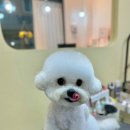 단추펫살롱 이미지