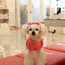 안나 제니 펫샵 이미지