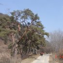 마을 보호수 이미지