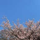 DSLR/폰카 쉽게 배우기 | [3월의 꽃 나들이] 양산 통도사 홍매화 &amp; 능수매화 포토존 및 주차꿀팁 (25.3.20 실시간)