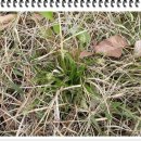 약이 되는 산야초 이미지