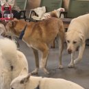 카페훈트 | 화성 유기견 입양 카페 ‘훈트카페’ 방문 후기 귀여움 폭발