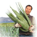 영농조합법인 이음