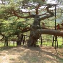 직두리 이미지