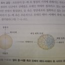 포유류 착상 및 태반 형성 과정 질문 드려요. 이미지