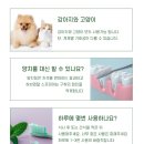 허브덴탈 | 강아지 입냄새 치석 관리 성분좋은 양치 스프레이 독샤워 허브덴탈 스프레이 신제품