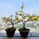 시장 앞 공터 이미지