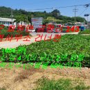 화원면사무소 이미지