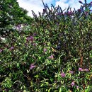 다양한 이름으로 변종이 많은 부들레야(Buddleia davidii) 이미지