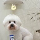 고양이눈 | [페노비스] 강아지 고양이 눈귀 세정제 오큐틱 사용 후기