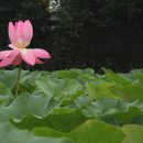 진주 용산리 용산사 대웅전 | 조비마을 용호정원 이야기