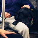 댕댕이버스 이미지