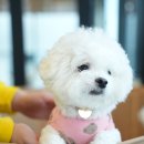 대전강아지호텔 옐레드 대전노은점 후기 애견호텔 추천