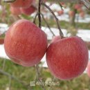 과일빛