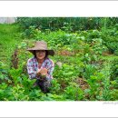 양대농장 이미지