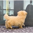 대구펫 강아지분양 고양이분양 이미지