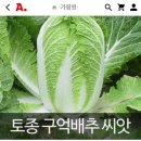 가람원이라는 곳에서 구억배추씨를 판매합니다 이미지