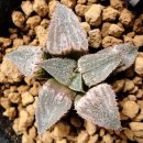 하월시아 - Haworthia chloracantha ex Herbertsdale, obtusa 'OB-1', obtusa 'Turu Pika', 'Pink Picta' hybrid,...14. 이미지