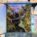 우리 집 작은 정원(홈 가드닝)만들기 | 광주테라리움 데라스튜디오 나만의 실내정원 원데이클래스 후기