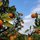 고림농장 이미지