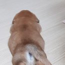 기린동물약국 이미지