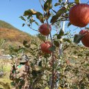 늘밭농장 이미지