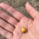 딴바위 펜션 | [경기도; 양평] 여름 방학 일기: 감자 한뚝배기 하실래예