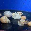 물속풍경수족관 | [해외 여행] 가고시마 시립 수족관 후기｜해파리 전시·돌고래 쇼·쿠로시오 수조