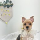 헤이퍼피 이미지