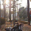 4,xxxkm / 19년식 / 아이언883 / 순정 이미지