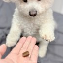 미니비숑 강아지 슬개골 관리 영양제 베츠초이스 제이플러스