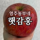 영주농장 | 영주농부네 아삭사과 햇감홍 후기 | 고랭지 직송 꿀사과 언박싱