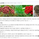 교선한의원 네이버블로그