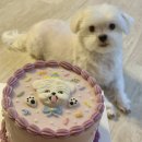마시땡 | 🐶마시땡🐶| 내돈내산 안양 애견 수제간식/ 강아지 케이크 추천. 샘마을 강아지케이크 가격 및 주문방법