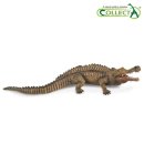 사르코수쿠스 이미지